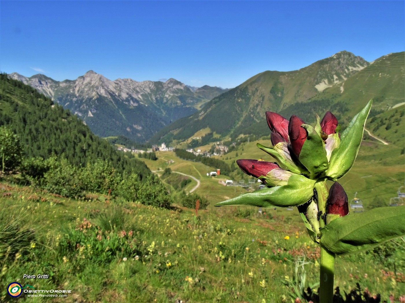 09 Dalla pista di sci Montebello verde e fiorita di Gentiana purpurea (Genziana porporina).JPG